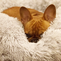 Dog Calming Bed