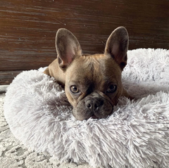 Dog Calming Bed